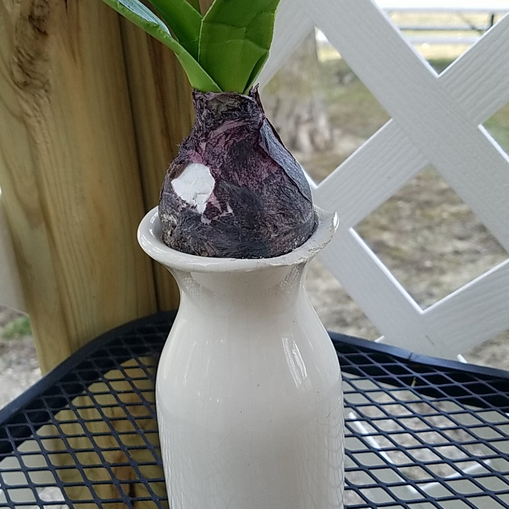 Spring Flower's & Vase - Picture 4 of 6